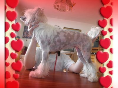 Daphne Powder Od Chlpiku