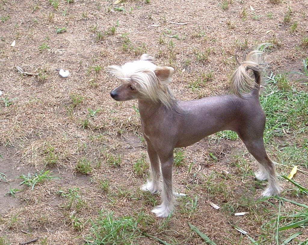 Kai's Dark Angel