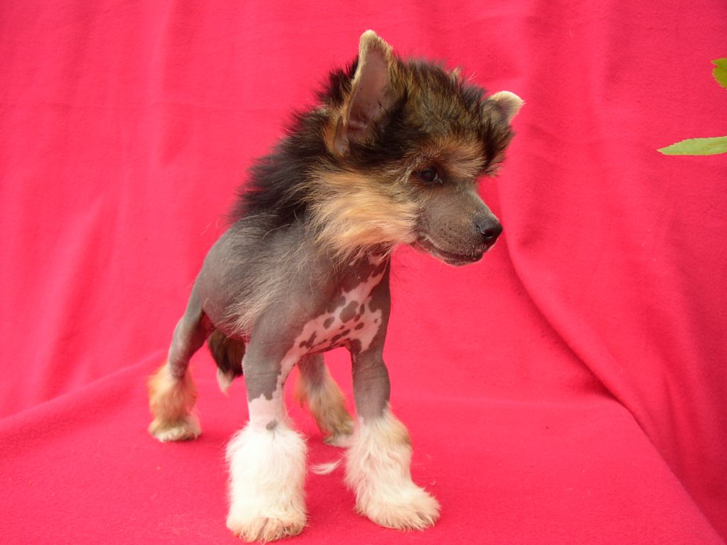 Frendor's Black Batman