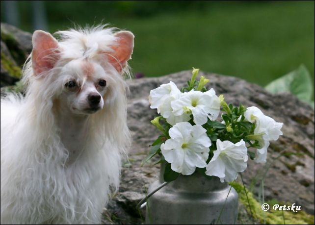 Kaunisvirran Ona Obelix