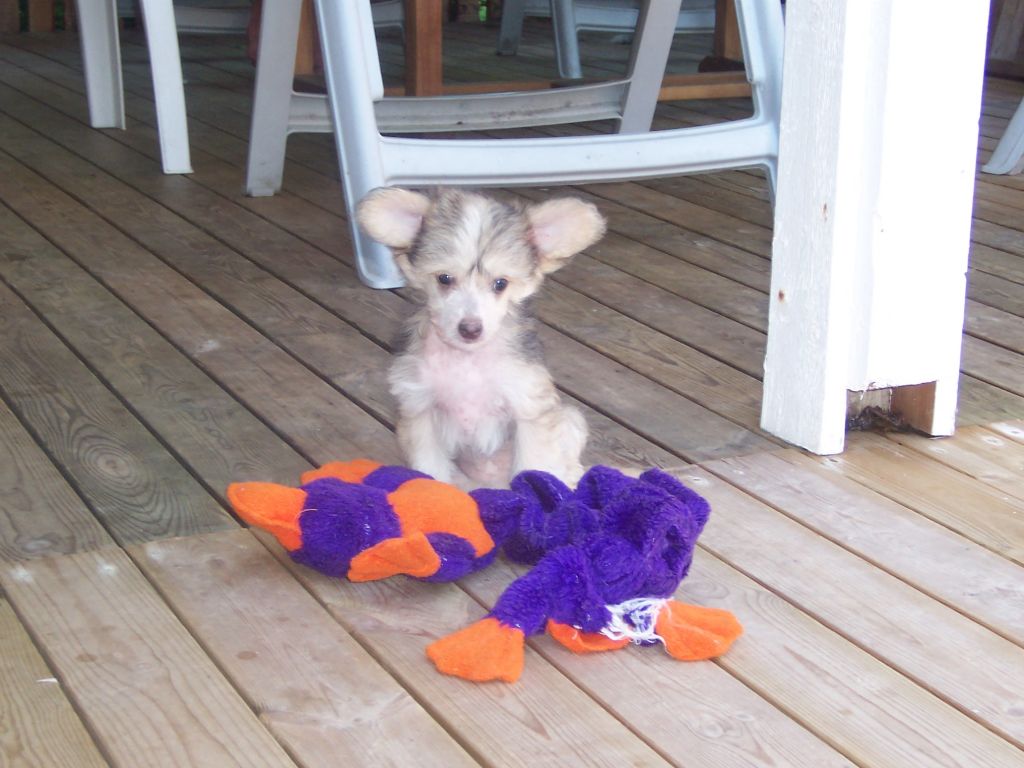 Sea Fire's La Chapelle