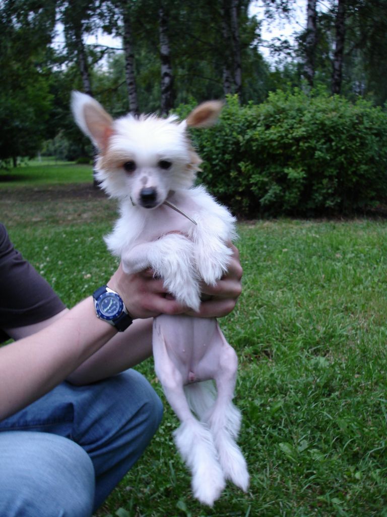 Olegro Katrin Raisin In Cake