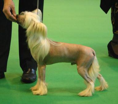 Habiba Playing It Straight