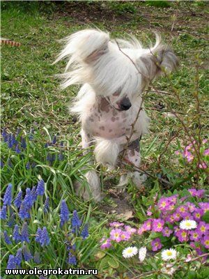 Olegro Katrin Overload