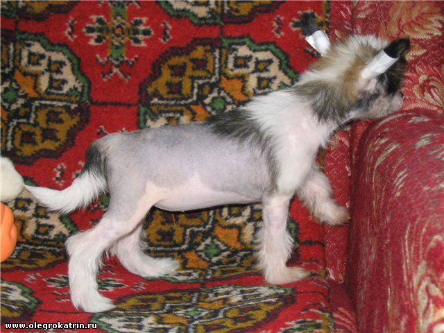 Olegro Katrin Orient