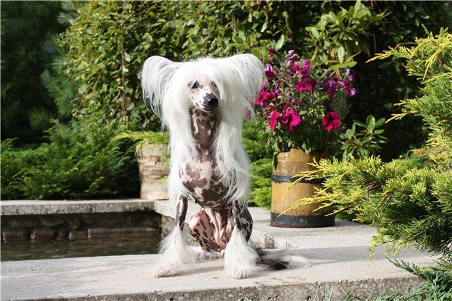 Olegro Katrin Luxury Ladybird