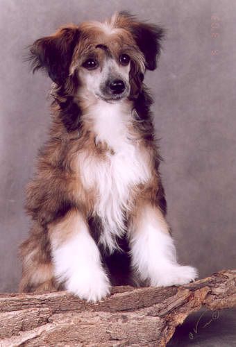 Olegro Katrin Adelaida