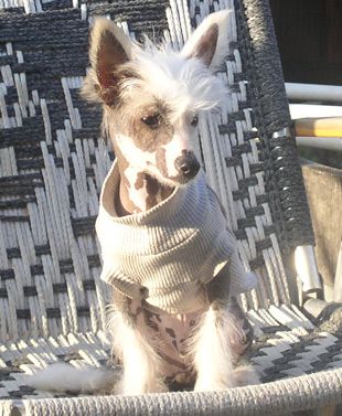 Hi-life's Just Say Cheese