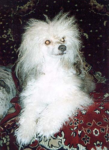 Avgustina Markiza Angelov