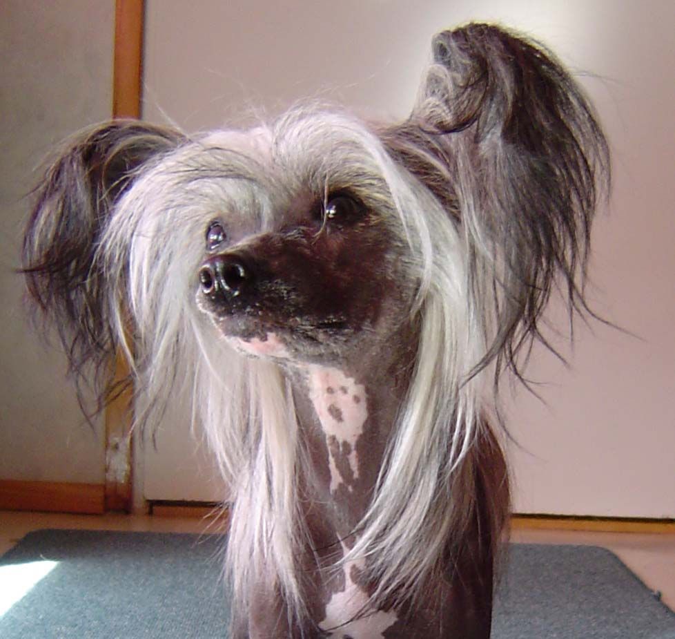 Kaunisvirran Pandora