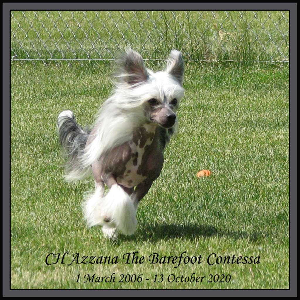 Azzana The Barefoot Contessa
