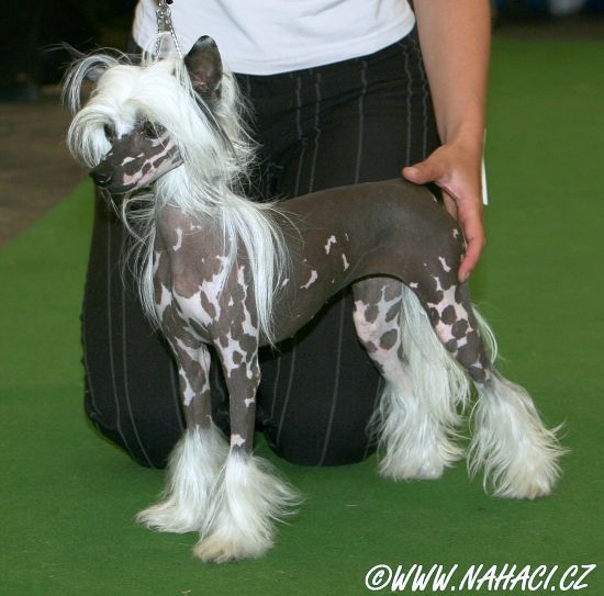Angee Little Pony