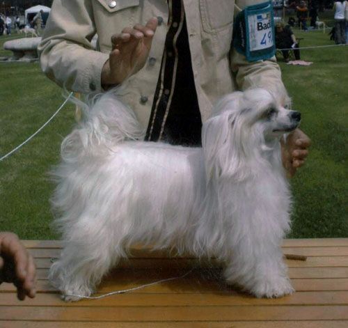 Oriental Jokes Bumble Bee