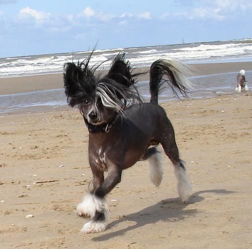 Ama-Tsu-Kami Akio Saburo