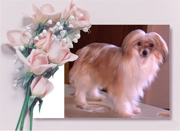 Grys z Lubuskiej Wsi