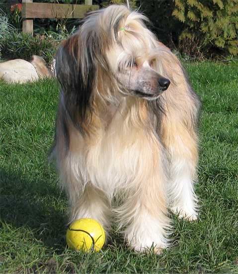 Be My Dog's Bonjour My Joy