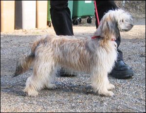 Dragon Moon Bitter Sweet