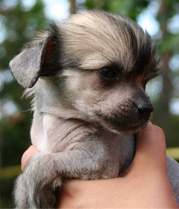 Dragon Moon Buster Bunny