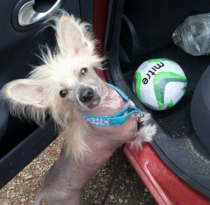 Dragon Moon Backseat Driver