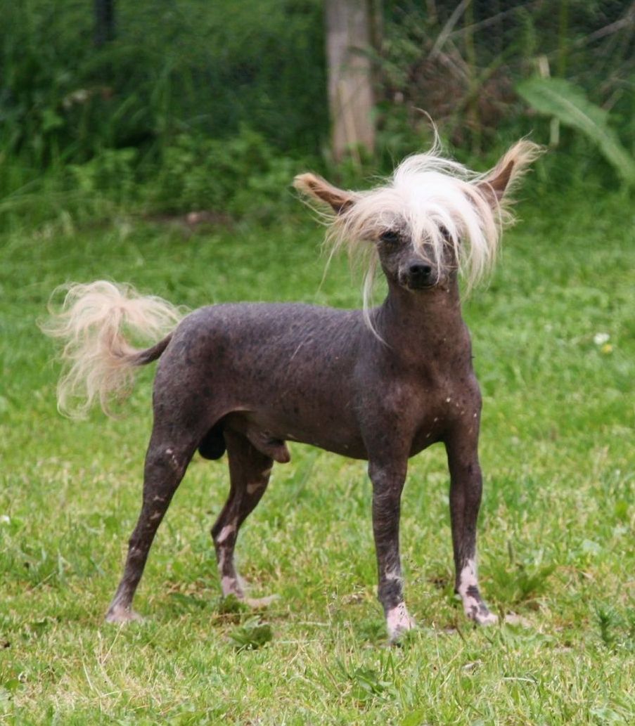 Be My Dog's Abdul Karim