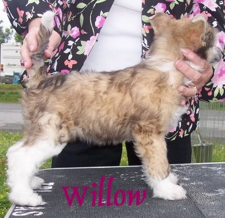 Fairway Pak Goes The Weasel