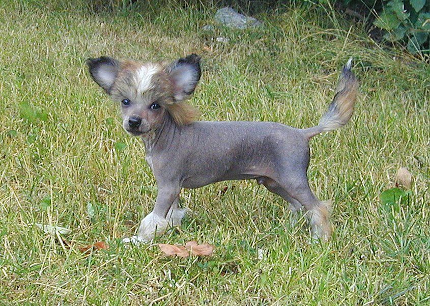 Shao-Lei's Dark Spirit