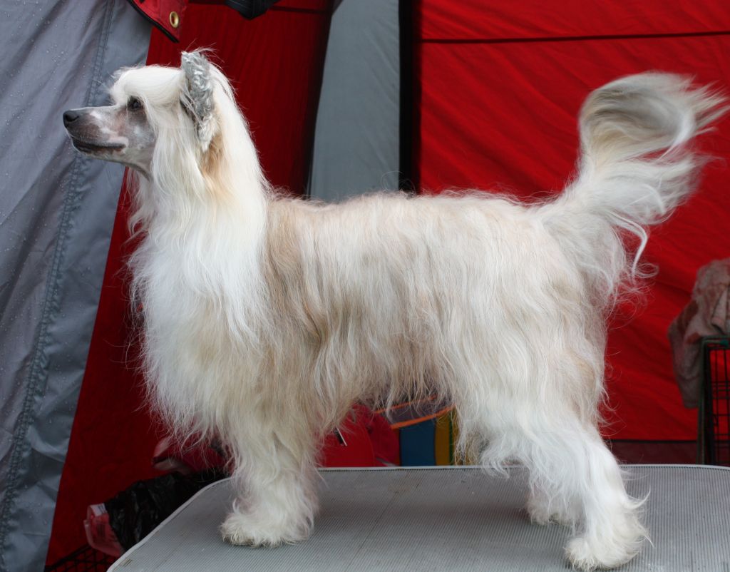 Zalex Beautiful Prince Charming