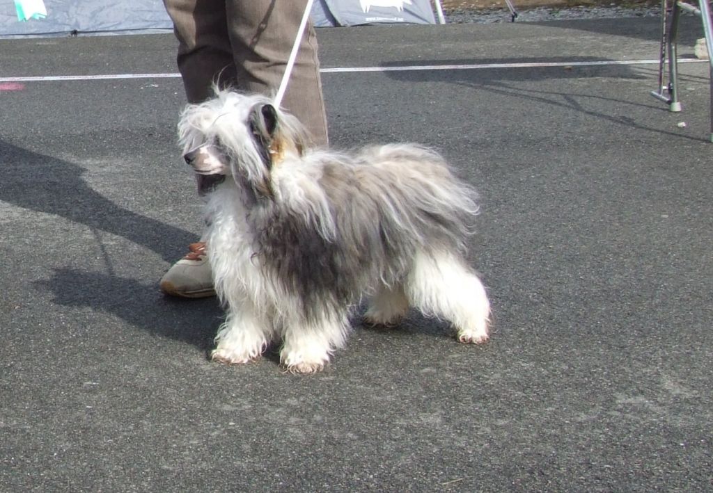 Zalex Beautiful Dream