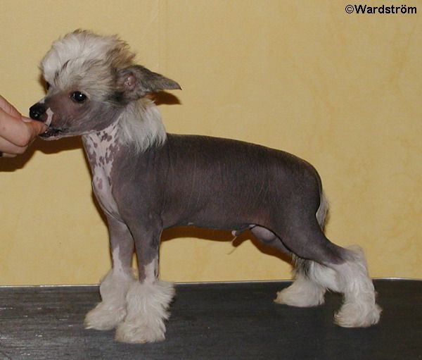 Twice as Nice Jalapeno