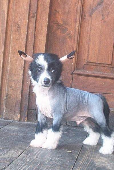 Tippytoes La Noche Oscura