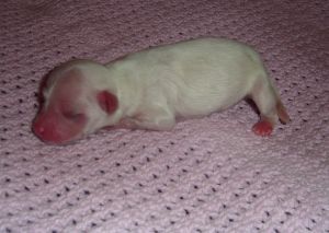 Magic'N Mystic Enigma Of Eden