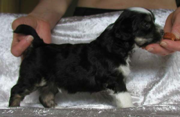 House of Landfari Batman