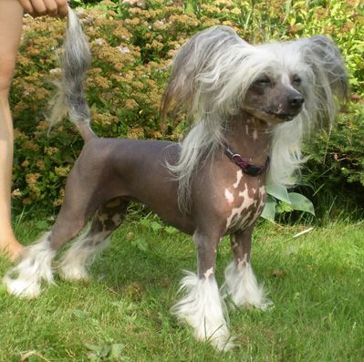 House of Landfari Betty-Boop