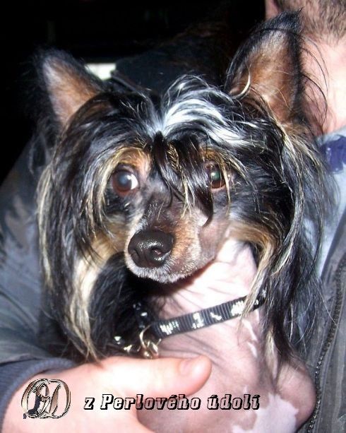 Anrico Corty z Perlového údolí