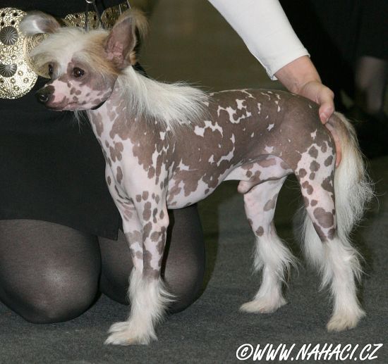 Genesis z Lubuskiej Wsi