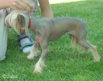 Co-Co Chinese lover's