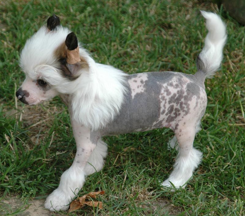 For Me Little Champs