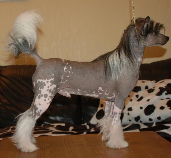 Ferrari Little Champs