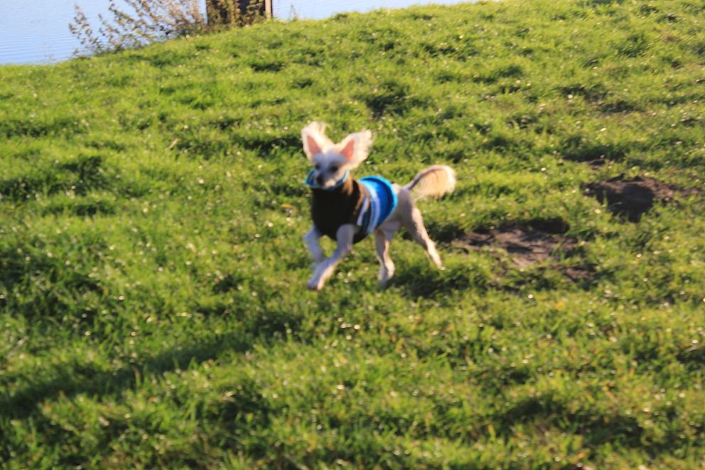 Fair Play Little Champs