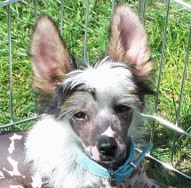 Happy Dancing Exciting Eddie