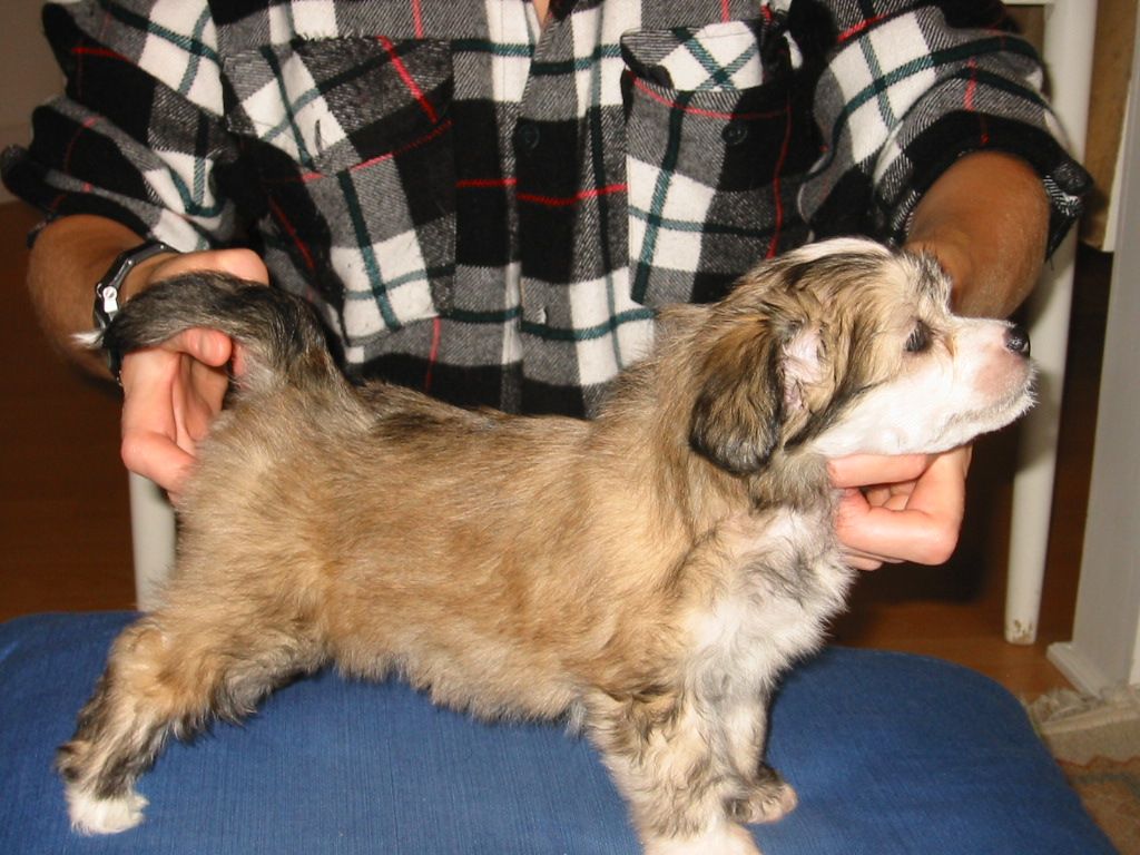 Shadowgame's Mad Max 