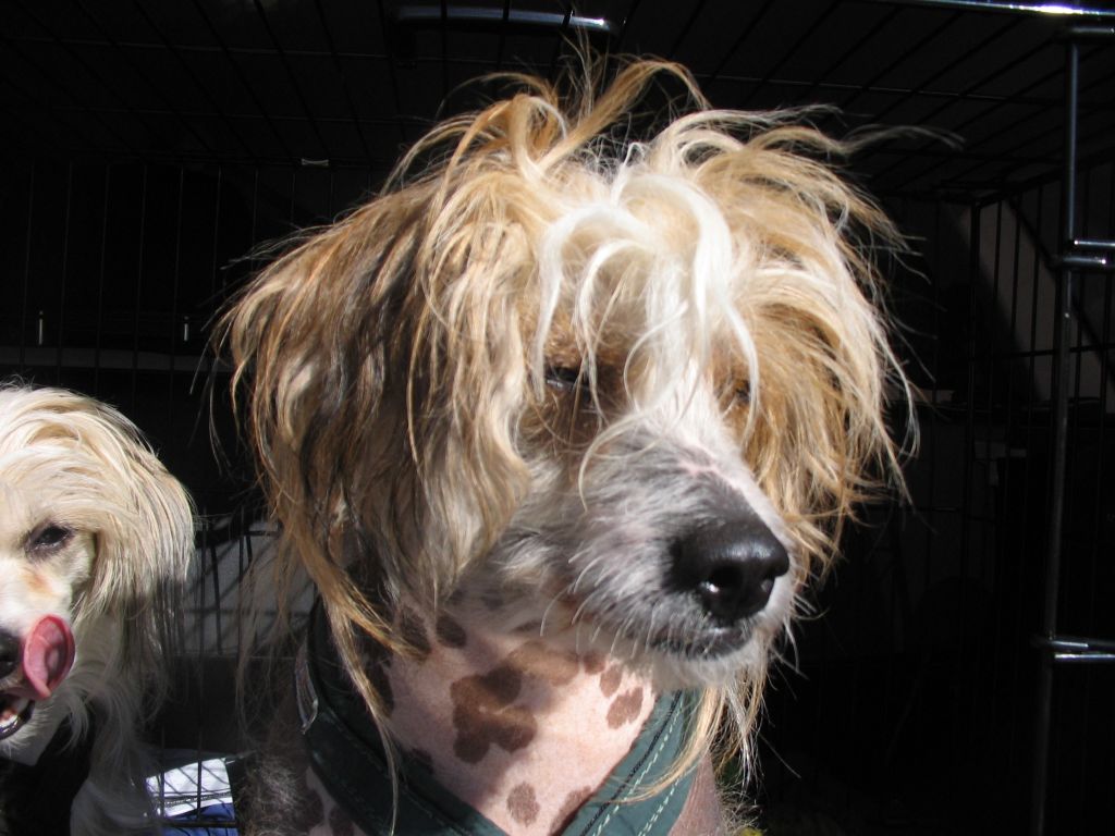 Shadowgame's Attentionplease