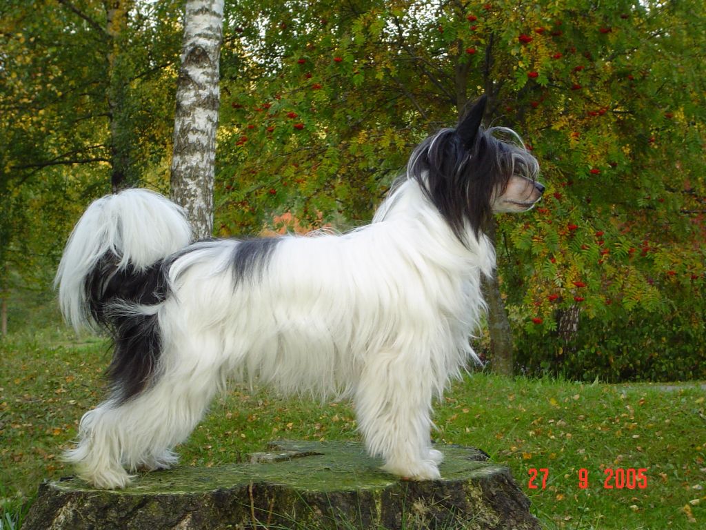 Shadowgame's Holy Cow