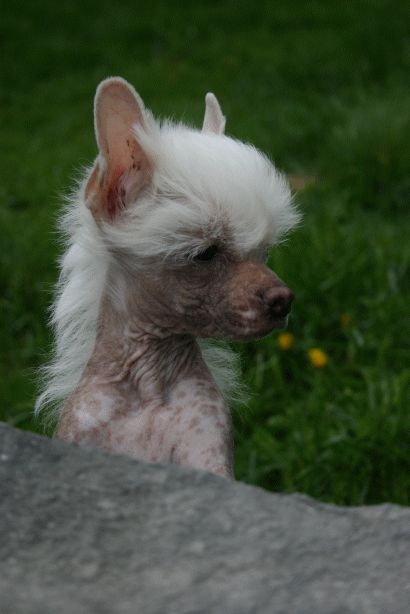 Happy Dancing Funcky Figaro