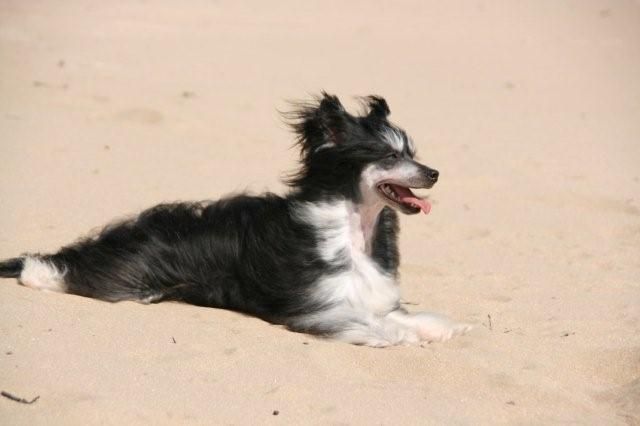 Happy Dancing Fantasy Fatima