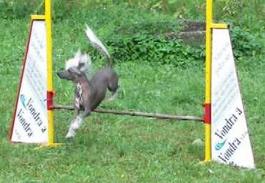 Archibald Brno-Frost