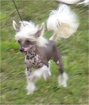 Blondi Oliwskie Grzywy