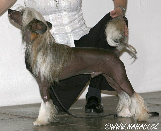 Pickwick Pupo-Haichi