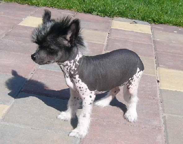 Freya ze Zatopene Chajdy