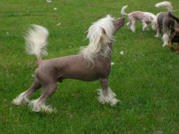 Tournais Norwegian Salmon